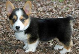 Image result for White and Tan Corgi