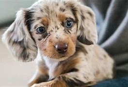 Image result for Cute Poodle Mixes