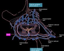 Image result for Venous Plexus Spine