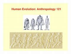 Image result for Anthropology Human Evolution