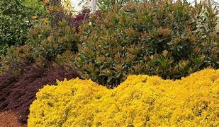 Image result for Dark Green Arborvitae Privet Golden Vicary