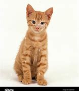 Image result for Dappled Red Cat