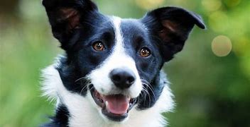 Image result for Black N White Doggo