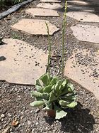 Image result for Adromischus Cactus