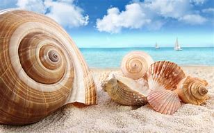 Image result for Sea Shells Wallpaper 4K