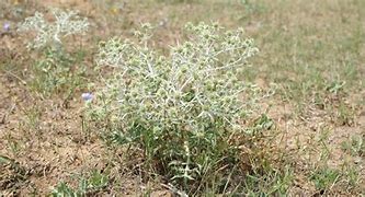 Image result for Scothc Thistle Weed