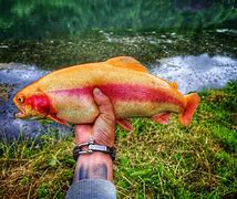 Image result for Palomino Fish