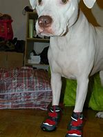 Image result for New York Yankee Dog Boots