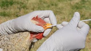 Image result for Avian Bird Flu Region