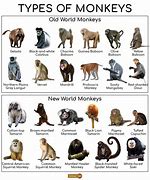 Image result for Monkey List