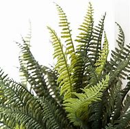 Image result for Artificial Boston Fern