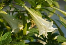 Image result for Scopolamine