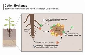 Image result for Cation Exhange Plant Root