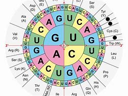 Image result for Amino Acid Properties Chart