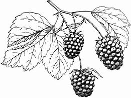 Image result for Free Clip Art Blackberries