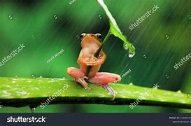 Image result for Rainm Frog