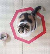 Image result for Cat with Circle Markings