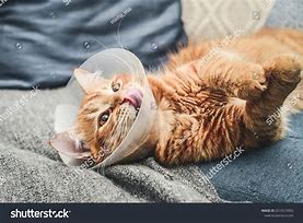 Image result for Cat in Cone