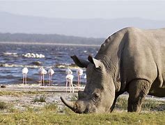 Image result for Lake Nakuru Park