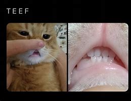 Image result for Cat Meme Face Teeth