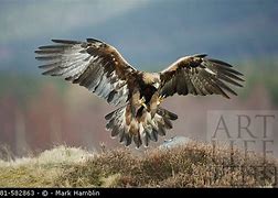 Image result for Golden Eagle Landing