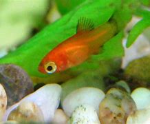 Image result for Baby Platy