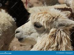 Image result for Llama Herd