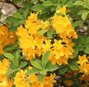 Image result for Bright Yellow Green Shrubs