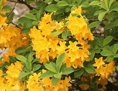 Image result for Shrubs with Yellow Flowers and Brown Leaves