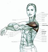 Image result for Shoulder Muscle Groups