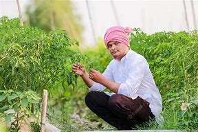 Image result for Chilli Farming