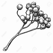 Image result for How to Draw Berries