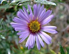 Image result for Asteraceae