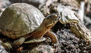 Image result for Pet Three Toed Box Turtle