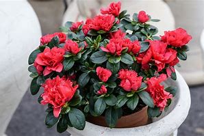 Image result for Plant Evergreen Shrubs