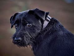 Image result for Patterdale Terrier