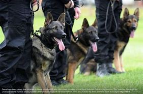 Image result for K9 Police Dogs