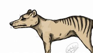 Image result for Thylacine Transparent Background