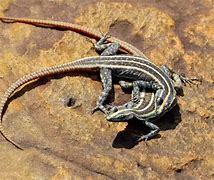 Image result for Flat Lizard Animal Species