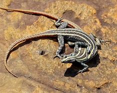 Image result for African Flat Lizard