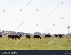 Image result for Angus Cattle