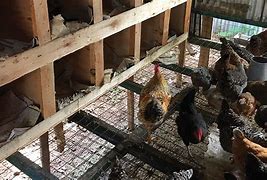 Image result for Egg Farming