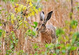 Image result for Hare Portrait Face