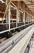 Image result for Feedlot