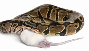 Image result for Snake Eating Mice