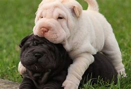 Image result for Shar Pei Adult