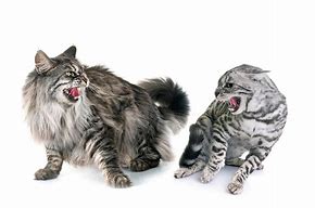 Image result for Bengal Maine Coon Cat