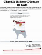 Image result for Cat Kidney Disease