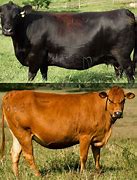 Image result for Angus Beef Cow