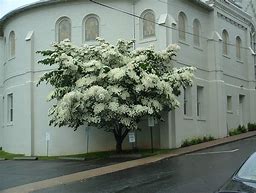 Image result for Kousa Dogwood